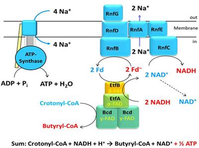 Energy Conservation in Fermentations of Anaerobic Bacteria